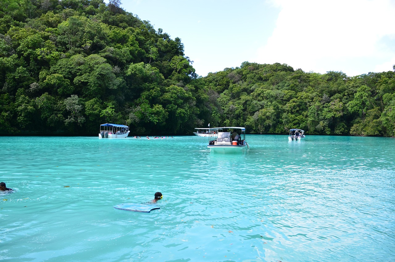 海豚兼职，探索新型兼职模式的海洋冒险之旅